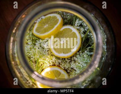 Elder Blumen und frischen Zitronenscheiben für Sirup im Becher. Stockfoto