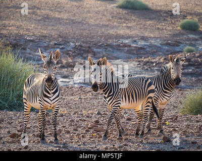 Drei Zebras in der felsigen Umgebung während der Nachmittag Licht stehen, Palmwag Konzessionsgebiet, Namibia, Afrika Stockfoto