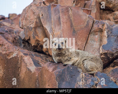 Mürrisch suchen Klippschliefer auf Red Rock an Kamera suchen, Palmwag Konzessionsgebiet, Namibia, Afrika Stockfoto