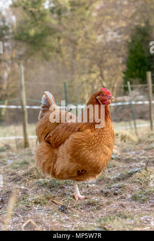 Ein rötliches Braun freie Strecke Henne in Monmouthshire, Wales. Stockfoto