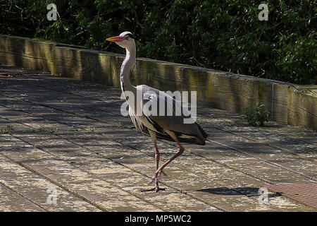 Graureiher in St. James's Park als mini Hitzewelle weiterhin in London mit: Atmosphäre, Wo: London, Vereinigtes Königreich, wenn: 20 Apr 2018 Credit: Dinendra Haria/WANN Stockfoto