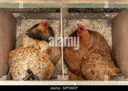 Zwei braune Free Range Hühner sitzen auf den Eiern. Stockfoto