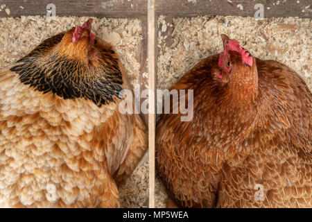 Zwei braune Free Range Hühner sitzen auf den Eiern. Stockfoto