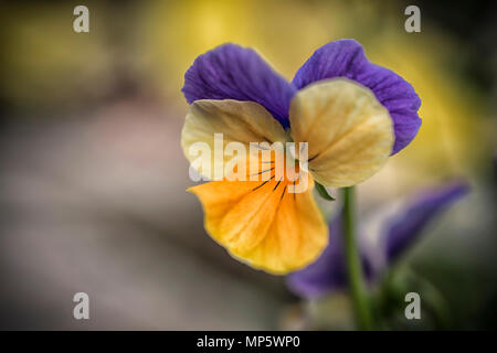 Einen gelben und violetten Stiefmütterchen Blume Stockfoto