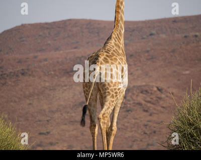 Unteren Teil der Afrikanischen Giraffe vor Rocky Mountain, Palmwag Konzessionsgebiet, Namibia, Afrika Stockfoto