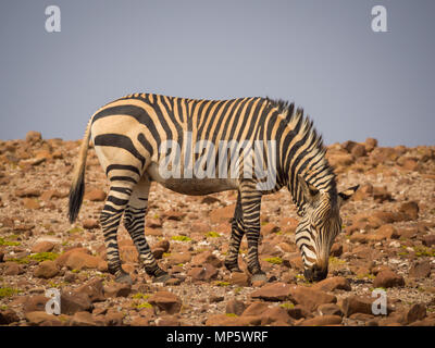 Zebra Fütterung in der felsigen Umgebung während der Nachmittag Licht, Palmwag Konzessionsgebiet, Namibia, Afrika Stockfoto