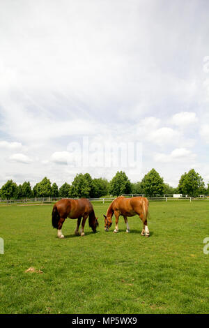 Zwei Pferde grasen auf der Wiese mit grünem Gras Stockfoto