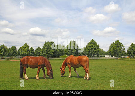 Zwei Pferde grasen auf der Wiese mit grünem Gras Stockfoto