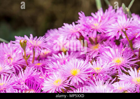 Mallorca, Lila Bereich Carpobrotus oder pigface Blumen blühen im Sonnenlicht Stockfoto