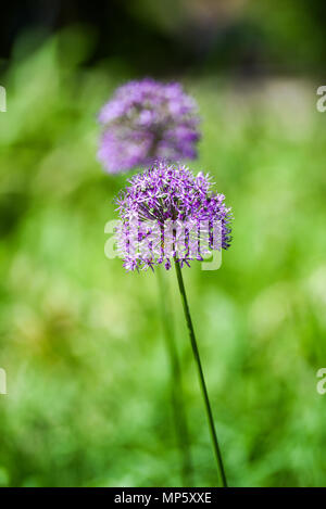 Blühende Frühling im Garten von Zwiebel Blume. Stockfoto