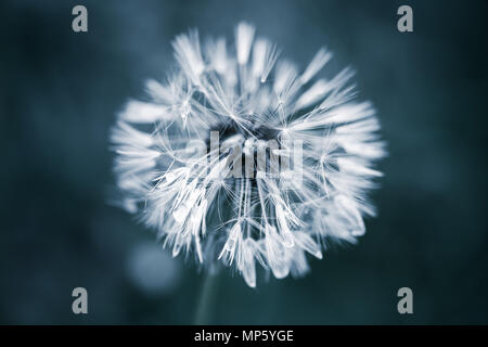 Nasse Löwenzahn Blume mit Flusen, blau getönten Makro Foto mit weichen selektiven Fokus Stockfoto