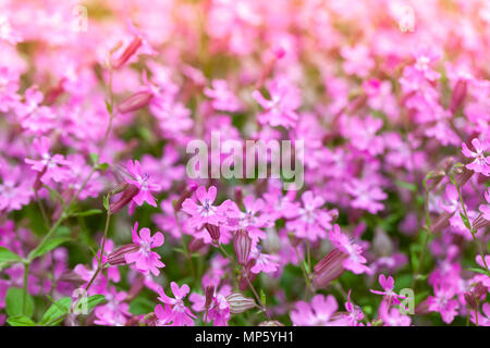 Hell-rosa Blüten im Frühling Garten. Nahaufnahme mit selektiven Fokus. Phlox subulata oder schleichende Phlox Stockfoto