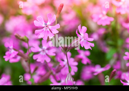 Hell-rosa Blüten im Frühling Garten. Makro Foto mit selektiven Fokus. Phlox subulata oder schleichende Phlox Stockfoto