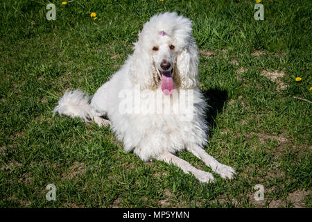 Weiß Royal Pudel Hund liegend auf dem grünen Rasen Stockfoto