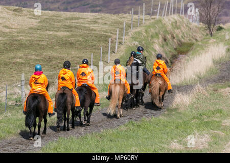 Reiten in Selfoss, Island. Das isländische Pferd ist eine in Island entwickelte Pferderasse. Obwohl die Pferde klein sind, manchmal Pony-Größe, die meisten Register für die Isländer bezeichnen es als ein Pferd. Isländische Pferde sind langlebig und winterhart. In ihrer Heimat haben sie nur wenige Krankheiten; isländische Pferde sind eine der buntesten Pferderassen der Welt. Stockfoto