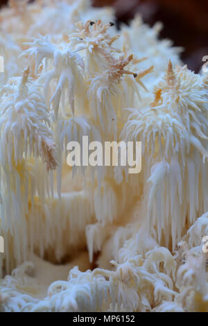 Hericium coralloides oder Ästiger Stachelbart Pilz im natürlichen Lebensraum, einem alten verrotteten Log in gemischten Bergwald, Ansicht schließen Stockfoto