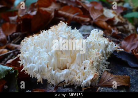 Hericium coralloides oder Ästiger Stachelbart Pilz im natürlichen Lebensraum, einem alten verrotteten Log in gemischten Bergwald Stockfoto