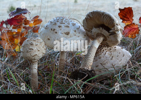 Gruppe von vier Macrolepiota procera oder Parasol Pilze im Herbst Wiese Stockfoto