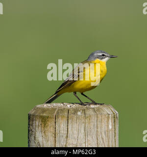 Schafstelze (Motacilla flava) das Hocken auf dem roundpole, eine Nahaufnahme, mit einem schönen grünen Bokeh. Stockfoto