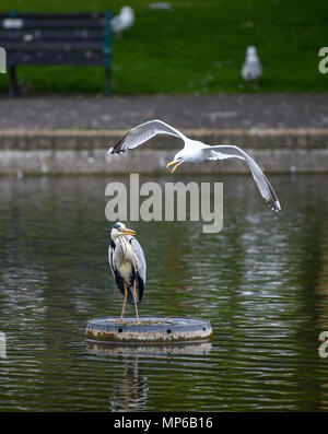 Brighton UK Mai 2018 20 - ein Graureiher (Ardea cinerea) hat Wohnsitz in Queens Park Brighton, wo Sie auf der Suche nach einem Fisch Abendessen aber dieses Silbermöwe scheint nicht seinen neuen Nachbarn wie wird genommen Stockfoto