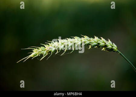 Eine Ähre wächst in einem Feld. Stockfoto