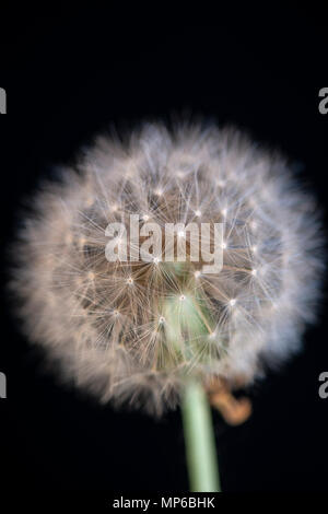 Löwenzahn: Taraxacum officinale. Saatgut Kopf. Die 'Uhr' Stockfoto
