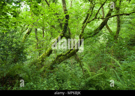 Buck es Valley Woods bei Buck es Mühlen, Nord-Devon, England. Stockfoto