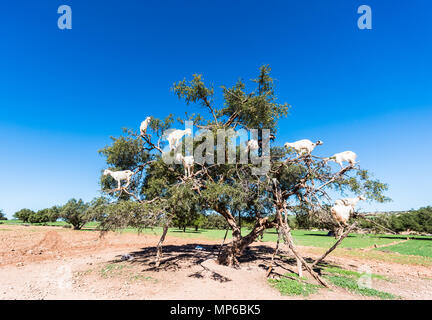 Marokkanischen Ziegen in der arganbaum (Argania spinosa) essen Argan Muttern Stockfoto