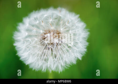 Nahaufnahme eines Löwenzahns (taraxacum officinale) Samen Kopf, oder Löwenzahn, mit zarten cypselae. Stockfoto