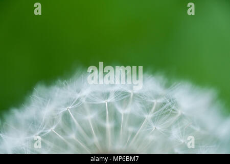 Nahaufnahme eines Löwenzahns (taraxacum officinale) Samen Kopf, oder Löwenzahn, mit zarten cypselae. Stockfoto