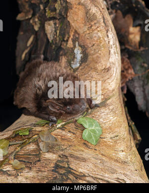 Serotine Bat: Eptesicus Serotinus. Captive, verletztes Tier, durch die BRITISCHEN behandelt eingetragene bat Handler. Stockfoto