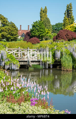 Glyzinien überdachte Brücke an RHS Garden, Wisley, Surrey, Großbritannien Stockfoto