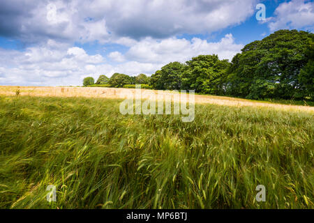 Gerste (Hordeum vulgare) wachsen in einem Feld auf der Mendip Hills in der Nähe von Priddy, Somerset, England. Stockfoto