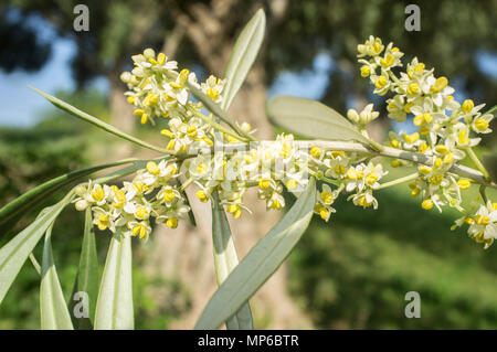 Olive Tree in der Blüte. Zweig der Olivenbaum voller Blumen Stockfoto