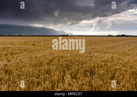Ein Feld der Gerste unter einem stürmischen Himmel in Exmoor National Park mit Porlock Bucht hinaus. Bossington in Somerset, England. Stockfoto