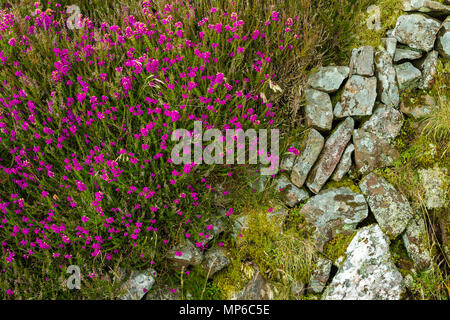 Bell und gemeinsamen Heidekraut wächst auf einer alten Steinmauer in Exmoor National Park, North Devon, England. Stockfoto