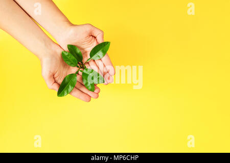 Weibliche Hände halten grüne Pflanze auf gelben Hintergrund. Ökologie Konzept. Für Text platzieren. Stockfoto
