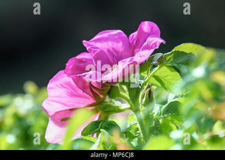 Wild Rose, ramanas Rose (Rosa rugosa Alba) blüht und füllt die Luft mit Duft den ganzen Sommer lang Stockfoto