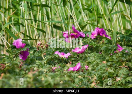 Wild Rose, ramanas Rose (Rosa rugosa Alba) blüht und füllt die Luft mit Duft den ganzen Sommer lang Stockfoto