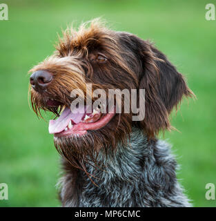 Korthals Griffon - Hund - ein Wirehaired Pointing und Jagdhund ein beliebter Hund als gundog in Europa Stockfoto