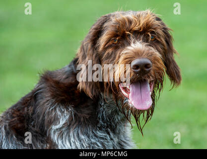 Korthals Griffon - Hund - ein Wirehaired Pointing und Jagdhund ein beliebter Hund als gundog in Europa Stockfoto