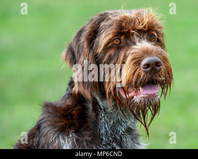 Korthals Griffon - Hund - ein Wirehaired Pointing und Jagdhund ein beliebter Hund als gundog in Europa Stockfoto