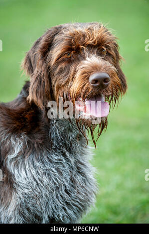 Korthals Griffon - Hund | ein Wirehaired Pointing und Jagdhund ein beliebter Hund als gundog in Europa Stockfoto