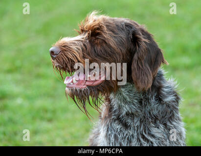 Korthals Griffon - Hund - ein Wirehaired Pointing und Jagdhund ein beliebter Hund als gundog in Europa Stockfoto