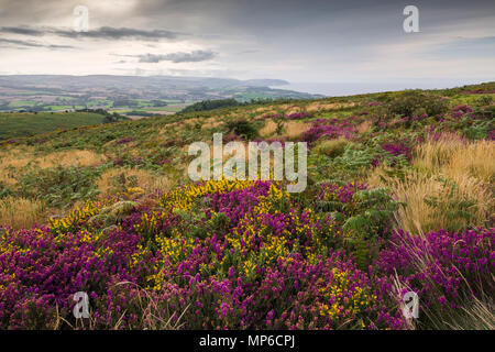 Bell Heidekraut und Ginster blühen auf dem Beacon Hill in der quantock Hills im Spätsommer. Weacombe in Somerset, England. Stockfoto