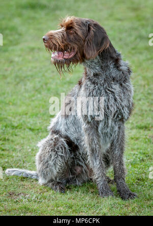 Korthals Griffon - Hund - ein Wirehaired Pointing und Jagdhund ein beliebter Hund als gundog in Europa Stockfoto