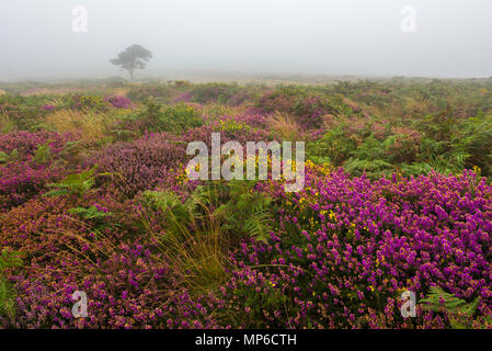 Bell Heidekraut und Ginster blühen auf dem Beacon Hill in der quantock Hills im Spätsommer. West Quantoxhead in Somerset, England. Stockfoto