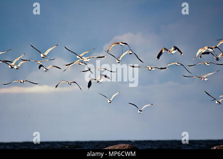 Möwen über Meer. Meer Sommer, wilde Küste, die Schreie der Möwen. Möwen als Element der Stimmung während Meer Tour. Silbermöwe. Ostsee, Golf von Finnland Stockfoto