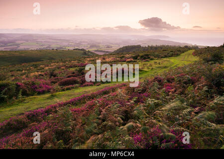 Glockenheide und Adlerfarn auf dem Beacon Hill in der quantock Hills im Spätsommer. Bicknoller in Somerset, England. Stockfoto