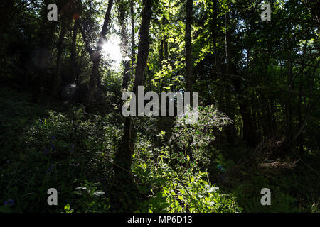 Dickicht, Grove, Holz, Niederwald, Ständer, Tramp, Bremse, Sträucher, Vegetation, Grün, Bodendecker, Underwood, copsewood, Gestrüpp, Putzen, schrubben, unter Stockfoto